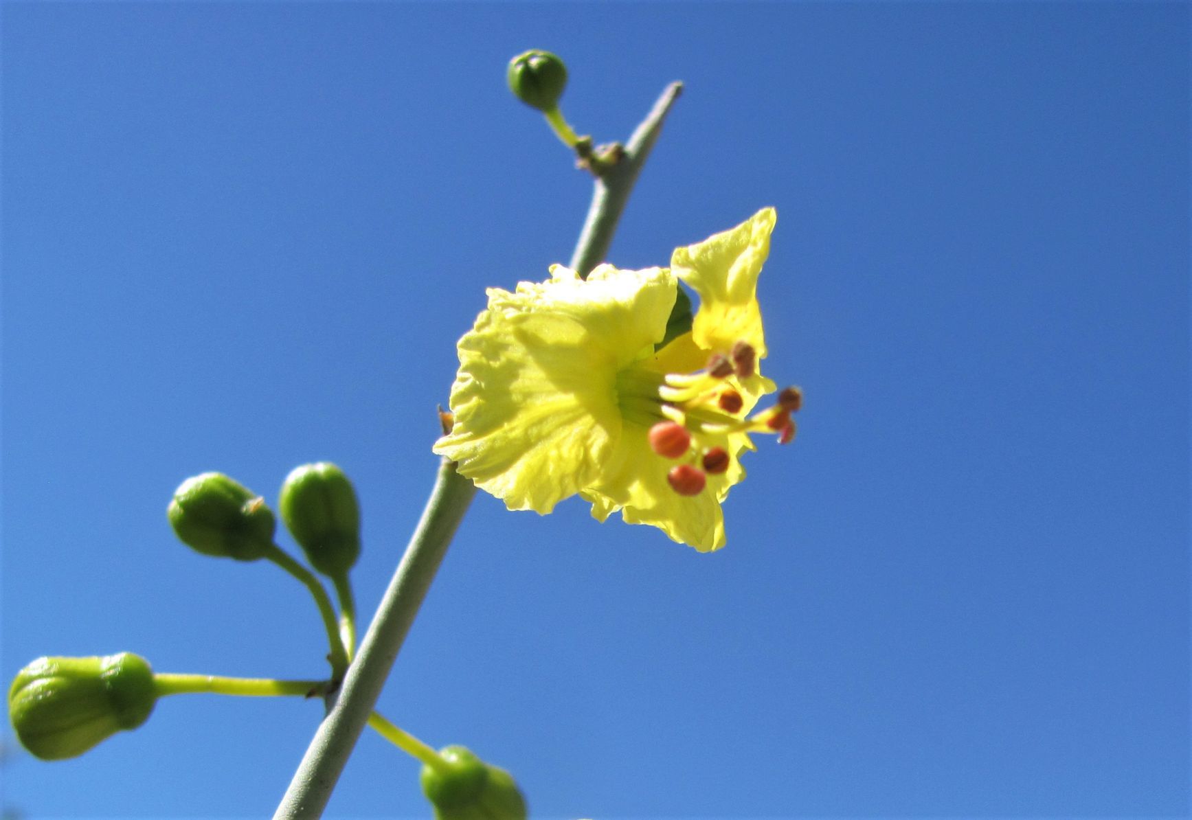 Bloom and buds
